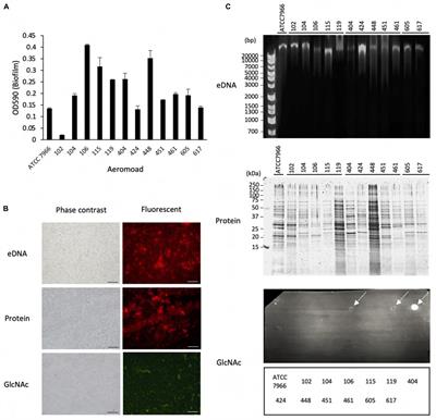 Outer Membrane Vesicles Released From Aeromonas Strains Are Involved in the Biofilm Formation